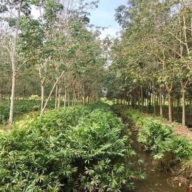 25623m2 đất trồng cây lâu năm xã Phú Hòa Đông, Củ Chi giá 42 tỷ